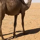 مفروده شعلا كفوو