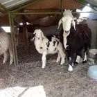 نعجه