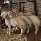 ذبائح برية ونظيفة