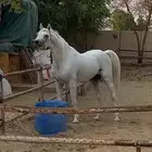 حصان عربي اصيل