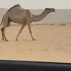 لقحه شعلا طيبه