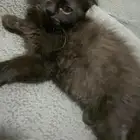 قطوه