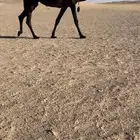 عشرا توه مسحوب حاس