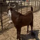 تيس عارضي فحل جذع