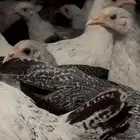 دجاج فراريج العمر حول3 شهور