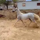 فرس عربيه شعبيه