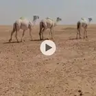 للبيع خمس نياق مغاتير ( خلفه ولقحه وثلاث ضرايب )الفاو