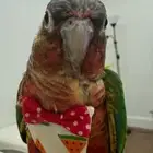 زوج كنيور أليف مرره ولا يعرف العض ولعوب يلو سايد و اناناسي