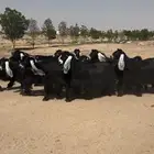للبيع عوارض صنف الصنف