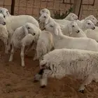 بهم حري
