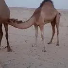 قعود عمره 11 شهر لباني