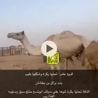 عشرا مهجنة اصيل تحتها بكرة على سياف ابوتسع