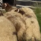 خرفان نعيم بلدي مناسبات