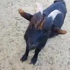 تيس قزم للبيع