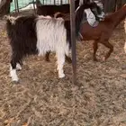 عنز صافه مقرعه