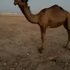 قعود مفرود بتلي