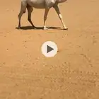 ضروبه كفوو