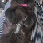 بسه لتبني أثنى صبيا