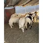 بدأ حجز الأضاحي وتخذلها في العيد