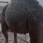 حاشي على حليب