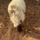 ضحايا نعيم بلدي (ذبح   توصيل