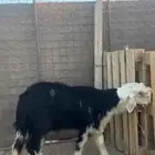 للبيع طلي نجدي