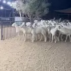 رخال صنف الصنف