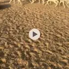 غنم حريات خلفات روم وسلم