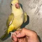 فرخ كويكر زيتوني