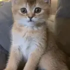 سكوتش قولد بيور