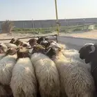 ذبايح نعيم خرفان كناور