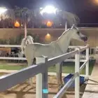 حصان ورق