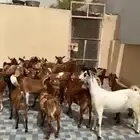 ماعز دهم دفع العدد 29