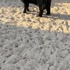خروف عربي