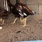 طقم دجاج بكستاني