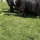 للبيع معزاء عوارض خصم