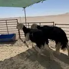 للبيع غنم نجد