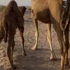 خلفه حمرا مصغر