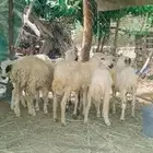 ضان رخيل عدد 12