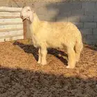 خروف عيسى فاخر