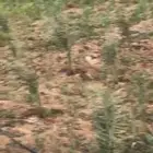 شتلات نخل سكري وخلاص النوعية من بيشة