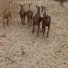 جفار محايليات وشح فواخر