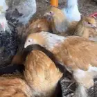 فراريج برهما