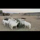 بهم سمان ونظيف