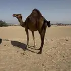 بكره دهما ثنيه لقحه 7 شهور