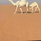 ضروبه وضحا كفو