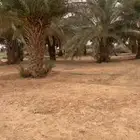 نخل طويل للبيع بسعر رمزي