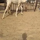 قعود كفووو مغلق للبيع رقم الجوال