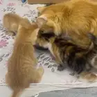 بسه مع عيالها