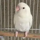 زوج روز البينو تم البيع
